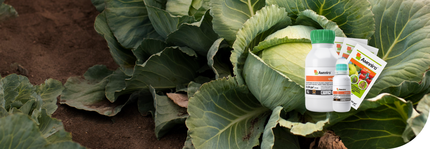 Амплиго – инсектицид широкого действия