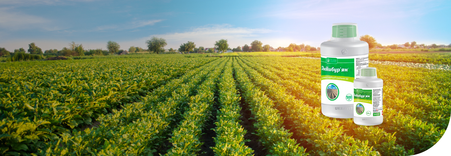 Антибурьян  - cистемный гербицид сплошного действия