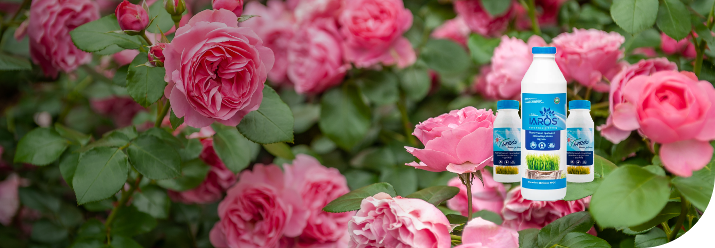 Ярос – уникальное биоудобрение и стимулятор