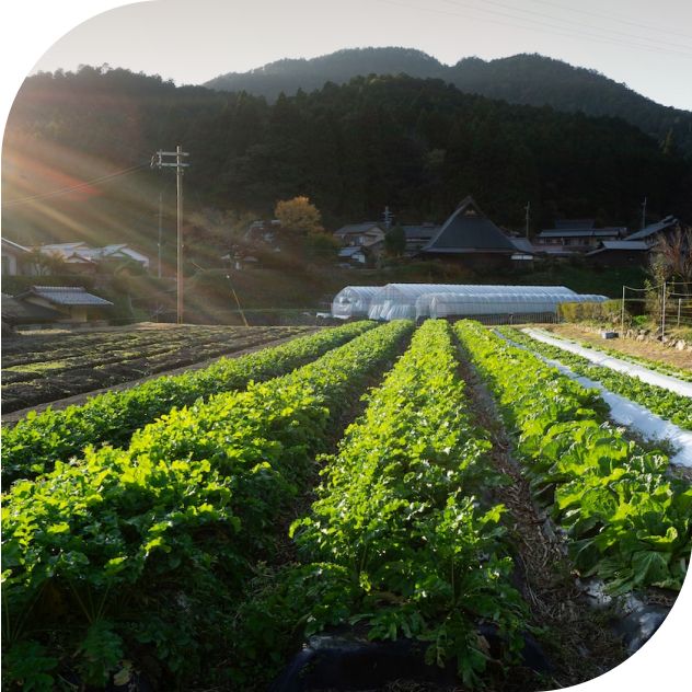 Надійний захист і догляд за вашим садом та городом