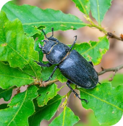 Инсектициды