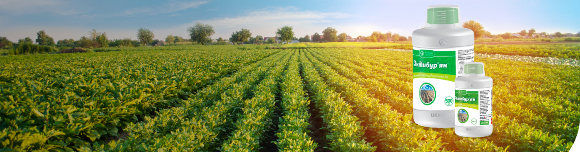 Антибур'ян - системний гербіцид суцільної дії Антибур'ян - системний гербіцид суцільної дії