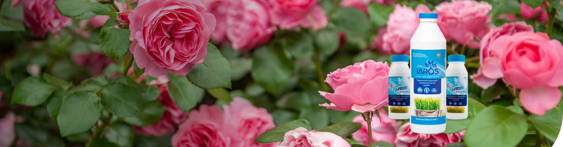 Ярос – унікальне біодобриво та стимулятор Ярос – унікальне біодобриво та стимулятор
